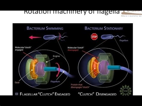 rotation machinary  bacterial flagella youtube