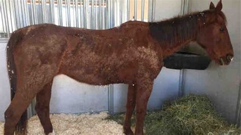 neglected horse   skin  bones rescued  recovering