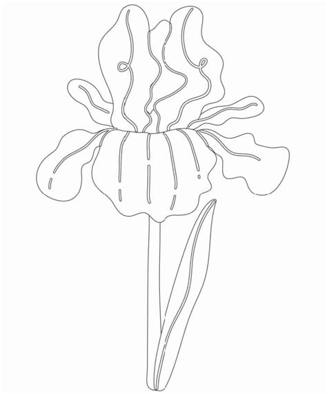 iris coloring pages freebie finding mom