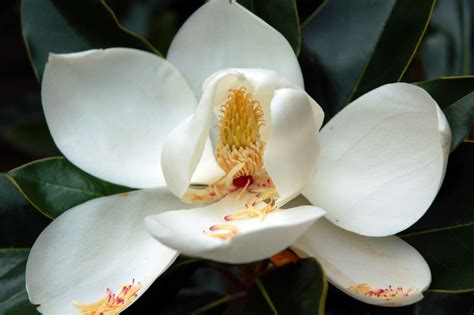 louisiana state flower magnolia   symbol  strength floraqueen