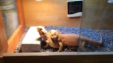 鬆獅蜥交配 bearded dragon mating youtube