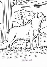 Rottweiler Malvorlage Ausmalbilder Hunde sketch template