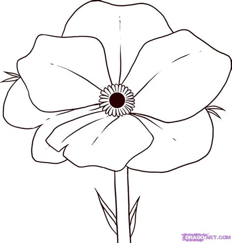 easy  draw flowers   draw poppy step  poppy flower drawing