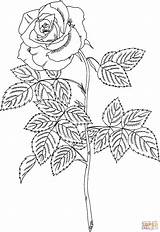 Ausmalbilder Roos Malvorlagen Rosen Kleurplaat Erwachsene Ausdrucken Kleurplaten Mandalas Stampare Rosas Rozen Dibujo sketch template