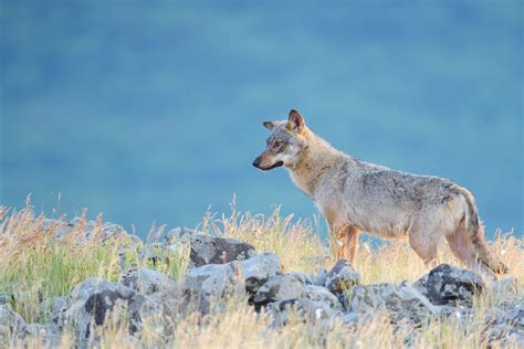 fights  wolves    real wild aurochs behaviour