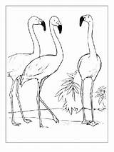 Flamingos Flamingi Kolorowanka Colorat Trzy Ausmalbilder Flaming Leukekleurplaten Kolorowanki Trei Ladnekolorowanki Ausdrucken Besteausmalbilder Wszystkie Pokaż sketch template
