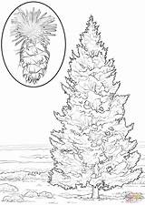 Coloring Fir Douglas Trees Pages Printable Dot Drawing Designlooter sketch template
