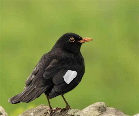 blackbird   blackbird goodenbergh leisure