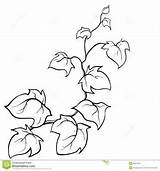 Vines Efeu Edera Ivy Creeping Branches Skizze Fiori Vektors Gezeichnete Lierre Rami Dekor Risultati Pesco Colorati Hedera Helix Stilizzati Moziru sketch template