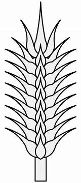 Wheat Plant Drawing Getdrawings sketch template