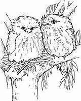Frogmouth Tawny Designlooter Supercoloring sketch template