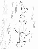 Coloring Pages Hammerhead Shark Animals Sea Printable Print sketch template