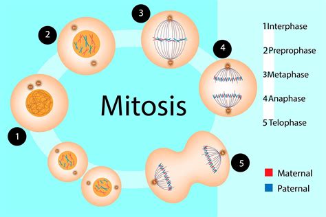 designer chow  mitosis  meiosis