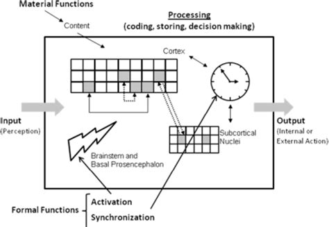 cognitive model   brain mind cognition corresponds  coding  scientific diagram