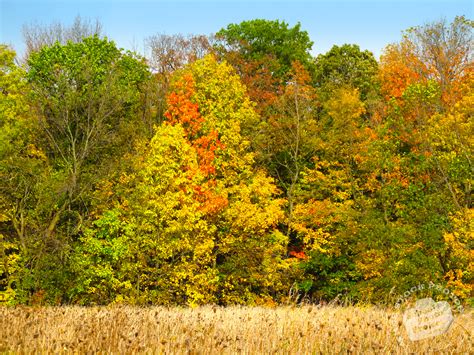 fall foliage colorful leaves picture autumn panorama image royalty  landscape stock