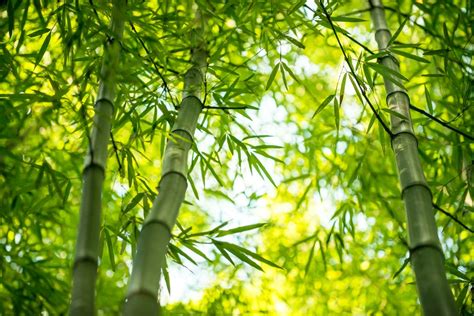 growing bamboo  easier
