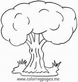 Coloring Pages Tree Trees Flowers Weeping Willow Kids Oak Adults Plants Printable Children Getcolorings Bare Fresh Color Popular Coloringhome Comments sketch template