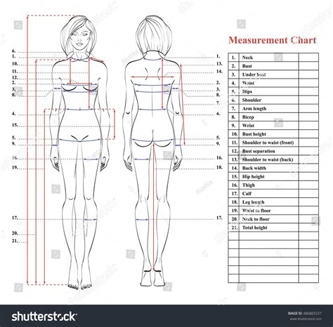 body measurements chart  women  men stock photo