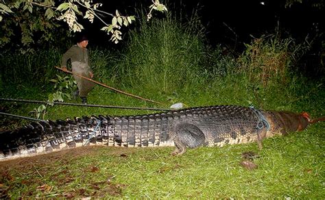 Giant Crocodile Caught In Philippines In Pictures World News The