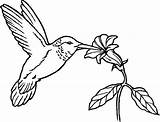 Hummingbird Flower Coloring Pages Humming Bird Flowers Nectar Hummingbirds Printable Clipart Birds Drawing Eat Provide Kids Line Color Drawings Kidsplaycolor sketch template