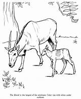 Drawing Drawings Animal Pages Coloring Kids Animals Wild Eland Sheets Children Wildlife Popular Color Print Honkingdonkey Coloringhome sketch template