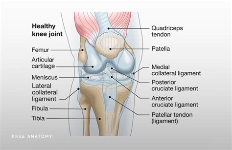 parts  knee diagram  cantik