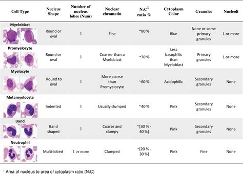 table   classification  chronic myeloid leukemia cell subtypes