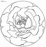 Mandala Coloring Rose Pages Flower Printable Mandalas Roses Drawing Color Print Para Adults Colorear Colouring Patterns Click Line Adult Getdrawings sketch template