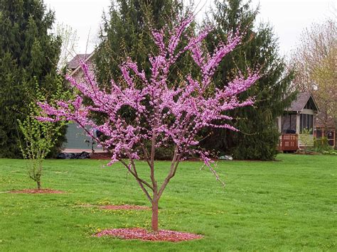 cercis canadensis greenup greenup
