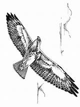 Coloring Pages Hawk Birds Recommended Hawks sketch template