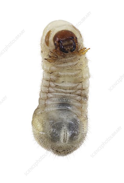 beetle larva stock image  science photo library