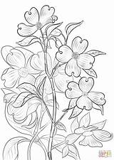 Dogwood Coloring Pages Flowering Drawing Tree Printable Template Branch Categories sketch template
