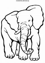Elefanti Pagine sketch template