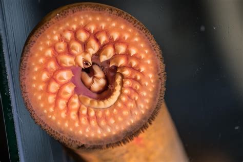 trap invasive sea lamprey  eel ladders michigan radio