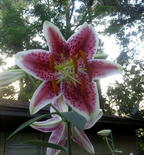 grow stargazer lilies  pictures wikihow