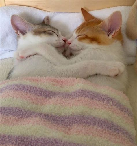 The Adorable Brother And Sister Kittens That Can’t Drift Off To Sleep
