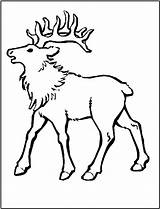 Elk Alce Colorir Rocky Animales Gritando Hunting Tudodesenhos Pintarcolorir sketch template