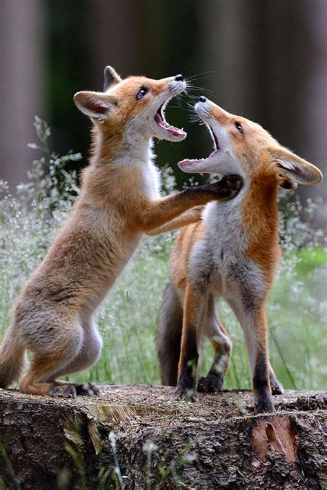 foxes animals photo  fanpop