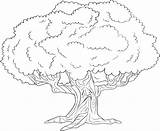 Oak Coloring Tree Getdrawings sketch template
