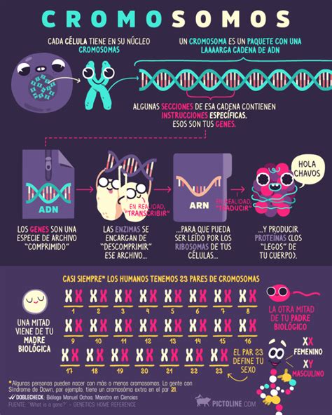 Infografía Sabés Cuál Es La Diferencia Entre Adn Y Cromosoma
