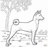 Basenji Coloring Pages Printable Dogs Drawing Color Gif sketch template
