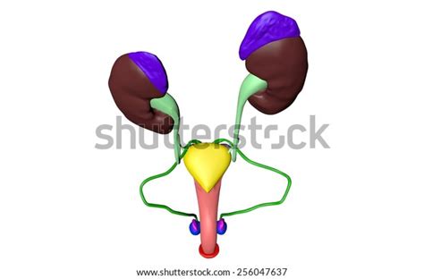 Urinary System Men Penis Testicles Prostate Stock Illustration