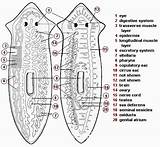 Planarian Digestive System Freshwater Cavity Gastrovascular Felina sketch template
