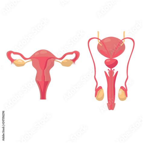 male reproductive system vector drawing woman reproductive system