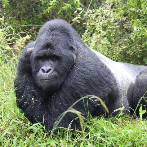 silverback gorilla strong