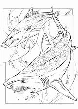 Haaien Kleurplaten Animaatjes Kleurplaat Zwemmen sketch template