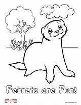 Coloring Ferret Pages Ferrets Kids Color Printable Funny Print Sheets Ferrett Books sketch template