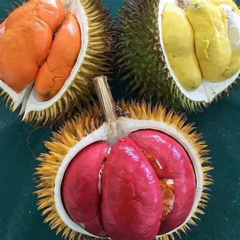 fruits    missed   borneo wildlife tours outback venture sdn bhd