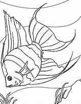 Fish Coloring Angel Printable Pages Color Kids sketch template