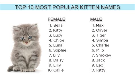 popular kitten names
